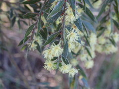 Acacia howittii
