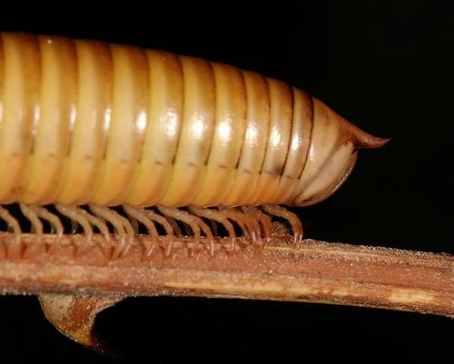 Zinophora similis