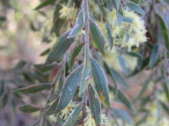 Acacia howittii