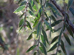 Acacia howittii
