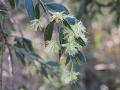 Acacia howittii