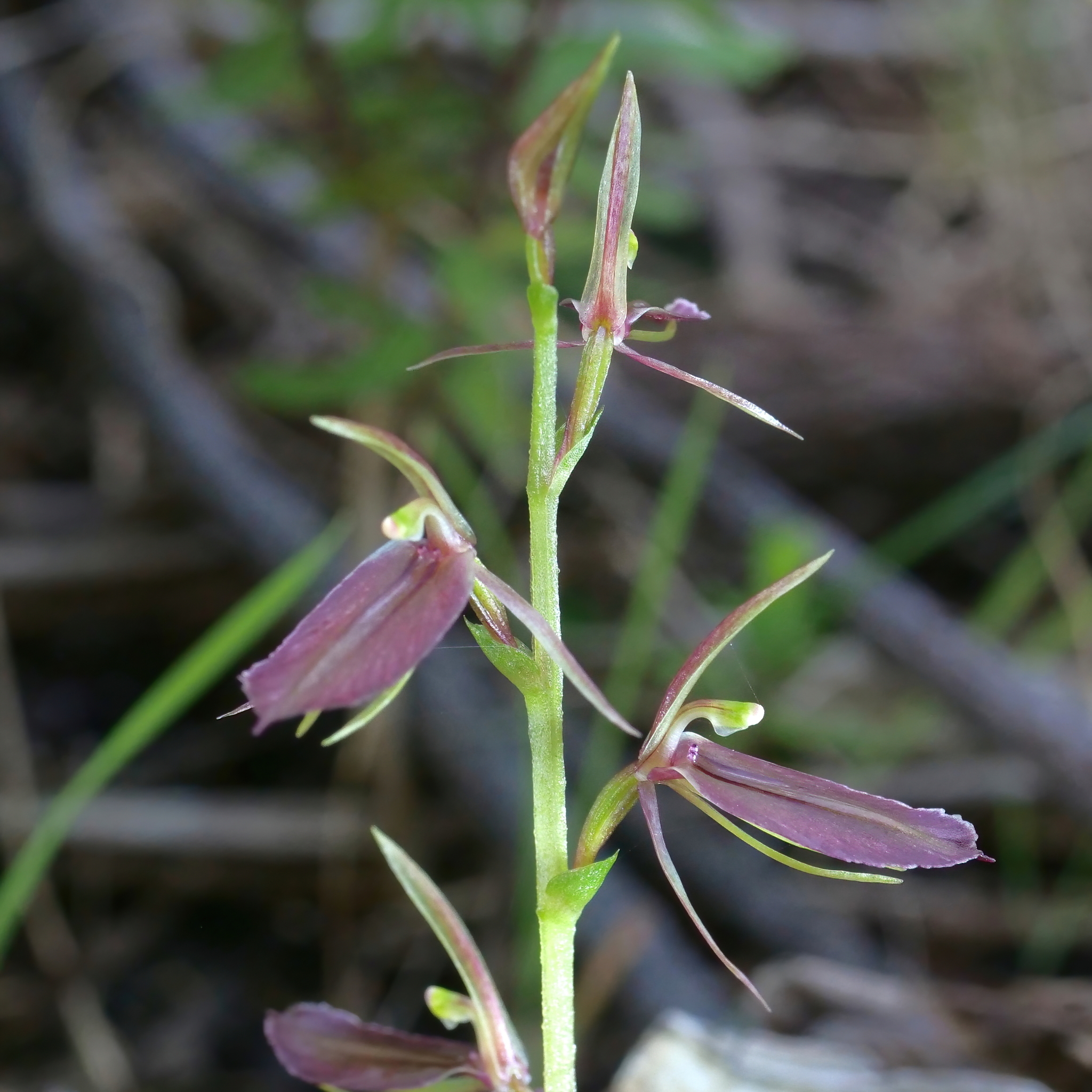 Cyrtostylis