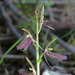Cyrtostylis robusta - Photo (c) Bernadette Lingham, algunos derechos reservados (CC BY-NC), uploaded by Bernadette Lingham