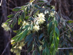 Acacia howittii