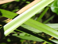 Cyperus lucidus