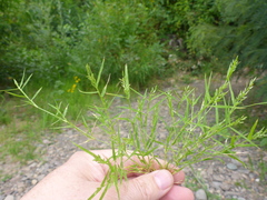 Eragrostis pectinacea pectinacea