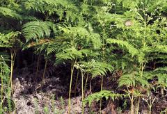 Sphenoeacus afer natalensis