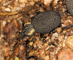 Brachycerus congestus