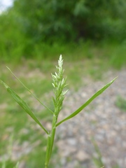 Eragrostis pectinacea pectinacea