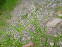 Eragrostis pectinacea pectinacea