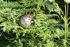 Sphenoeacus afer natalensis