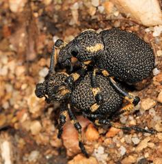 Brachycerus congestus