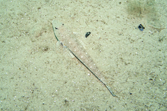 Platycephalus grandispinis