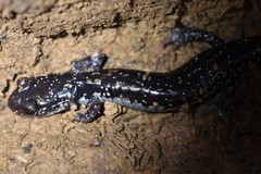 Plethodon ouachitae