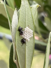 Palomena