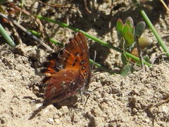 Aloeides thyra thyra