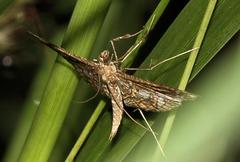 Nausinoe geometralis