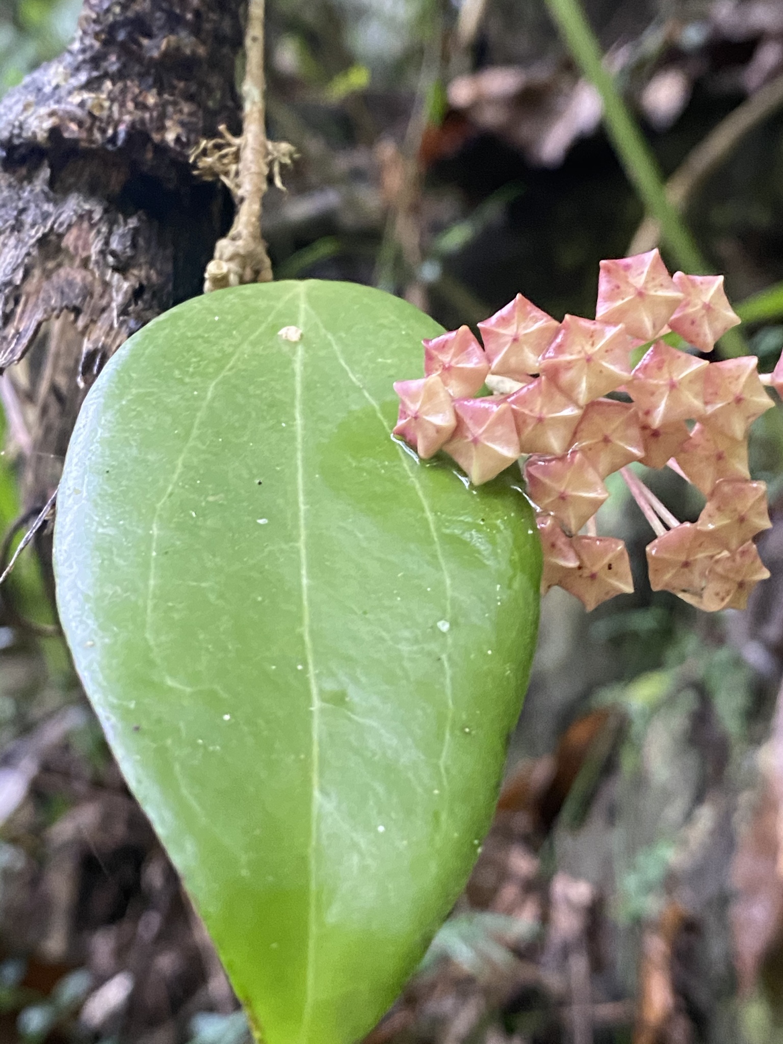 Hoya pottsii Hoya pottsii - Gabriella Plants