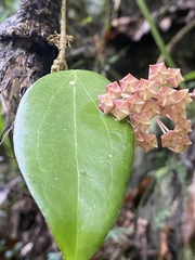Hoya pottsii