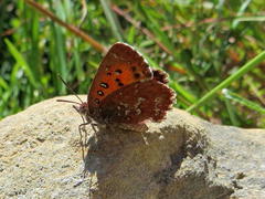 Aloeides thyra thyra