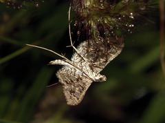Nausinoe geometralis