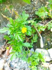 Potentilla supina