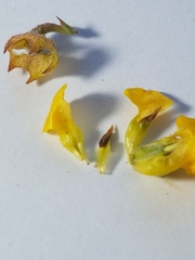 Hermannia prismatocarpa