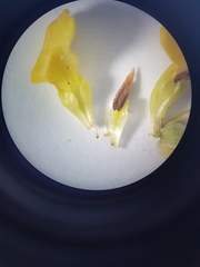 Hermannia prismatocarpa