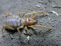 Solpugidae