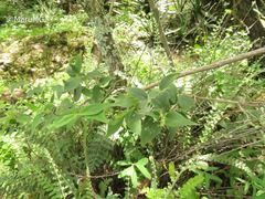 Bouvardia chrysantha
