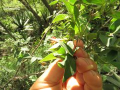 Bouvardia chrysantha