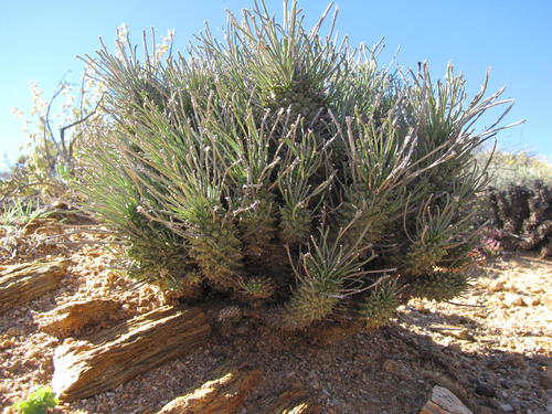 Euphorbia filiflora