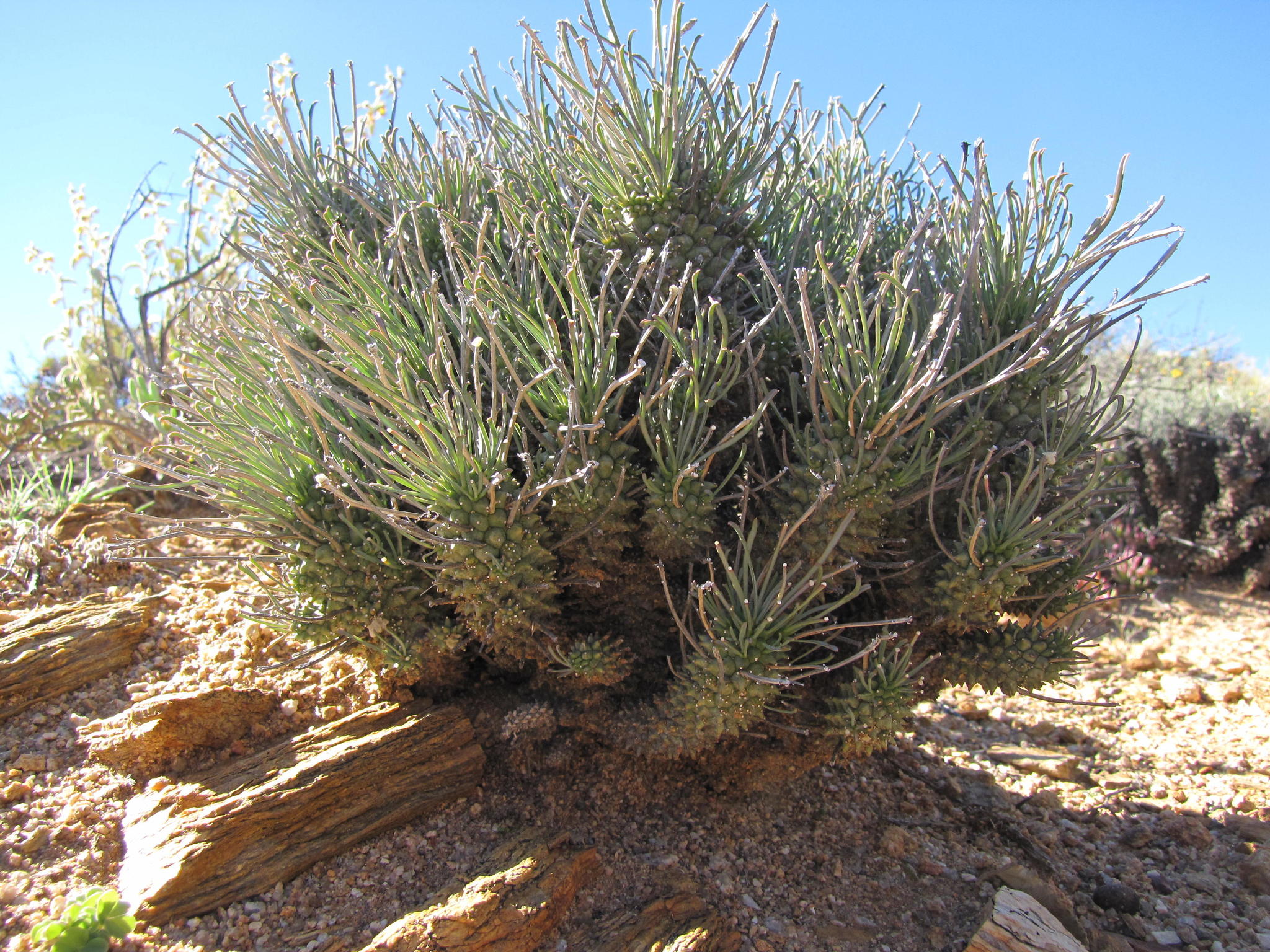 Euphorbia filiflora