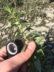 Lycopus laurentianus