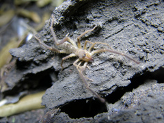Solpugidae