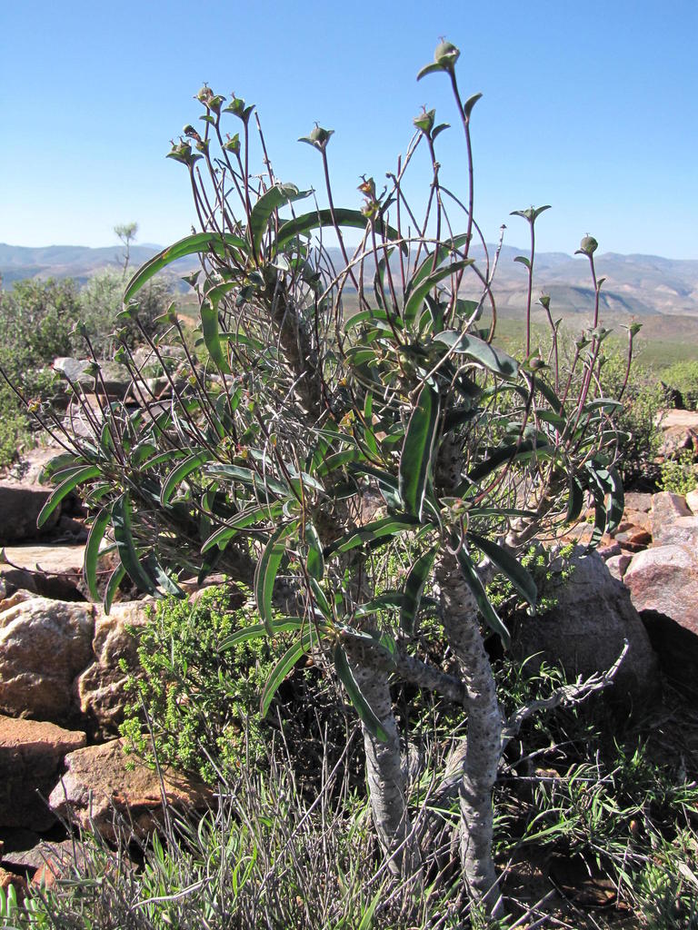 Euphorbia oxystegia