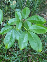 Melicope elleryana