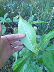 Melicope elleryana