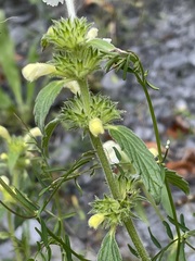 Galeopsis segetum