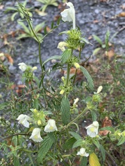 Galeopsis segetum