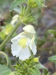 Galeopsis segetum