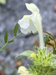 Galeopsis segetum
