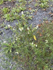 Galeopsis segetum