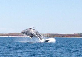 Humpback Whale