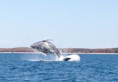 Humpback Whale