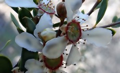 Leptospermum coriaceum
