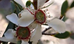 Leptospermum coriaceum