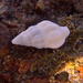 Forsskål's Whelk - Photo (c) Chris Wahlberg, some rights reserved (CC BY-NC), uploaded by Chris Wahlberg