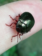 Chrysolina bankii