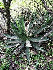 Agave angustiarum